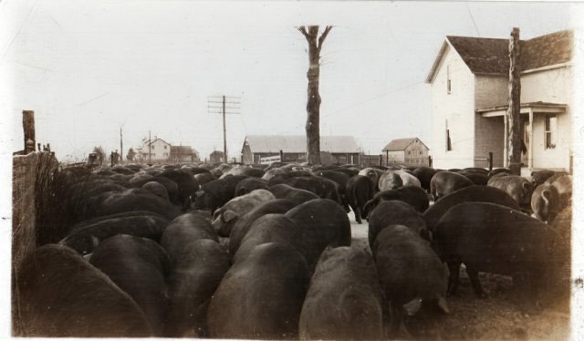 Kleinhenz Stockyard hog drive from St. Rose to Maria Stein, Ohio train station. Circa 1915. Caption: About 1915 - John Kleinhenz Stockyard in St. Rose driving hogs one mile down SR-119 to Maria Stein Station for shipment by train. The Knapke farm and Cyril Hausfeld home is in the background. (Caption written in 1999)